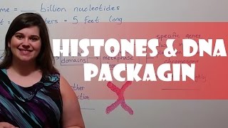 Histones Chromatin and DNA Packaging [upl. by Nylorahs]