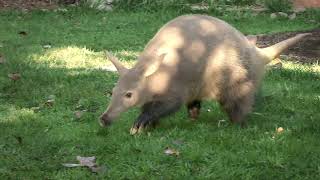 Can You Dig It Meet Zola the Aardvark [upl. by Fasa860]