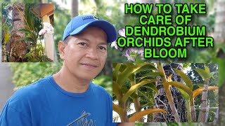 HOW TO TAKE CARE OF DENDROBIUM ORCHIDS AFTER BLOOM  DENDROBIUM ORCHIDS CARE [upl. by Lucilla]