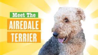 Meet The Airedale Terrier [upl. by Behn342]