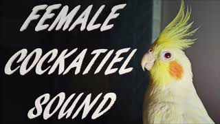 Female Cockatiel Sound [upl. by Elke707]