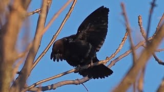 Brownheaded Cowbird Call  A Bird Sitting In A Tree  shorts [upl. by Zurheide]