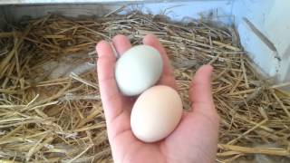 Blue And Green Chicken Eggs  Ameraucana  Easter Egger Chickens [upl. by Haskins]