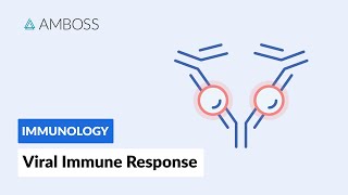 Immune Response to Viruses How the Body Reacts [upl. by Nidya231]