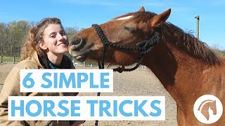 How to Teach Your Horse Tricks 6 Simple Tricks [upl. by Nertie]