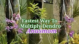 Fastest Way To Multiply Your Dendrobium Anosmum Orchid [upl. by Ahsinac]