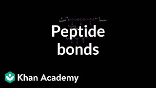 Peptide bonds Formation and cleavage  Chemical processes  MCAT  Khan Academy [upl. by Ingles]