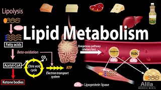 Lipid Fat Metabolism Overview Animation [upl. by Thanasi]