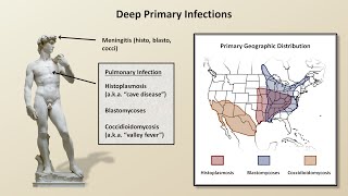 An Overview of Fungal Infections Fungal Infections  Lesson 2 [upl. by Sima]