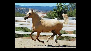 SILVER CREEK MORGAN HORSE FARM  CALIFORNIA [upl. by Eylatan]