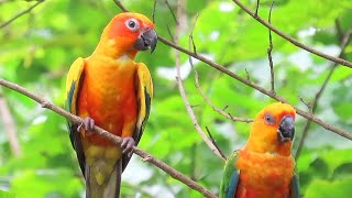 Sun Conure Parakeets In The Forest [upl. by Tiras]