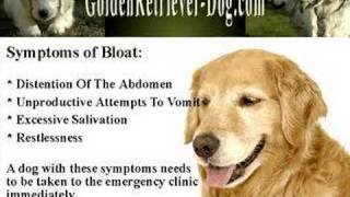 Gastric Dilation Volvulus GDV or Bloat in Dogs [upl. by Yancy]