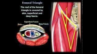 Femoral Triangle  Everything You Need To Know  Dr Nabil Ebraheim [upl. by Benco]