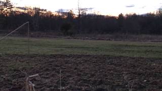 American Woodcock Courtship Display [upl. by Gabbie]