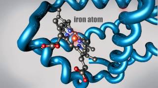 Hydrogen Bonding in Proteins [upl. by Karl]