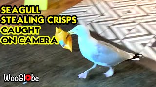 Seagull Stealing Crisps Caught on Camera  WooGlobe Funnies  WooGlobe [upl. by Yevrah]