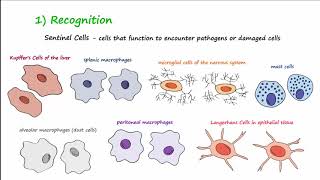 The Inflammatory Response [upl. by Tran219]