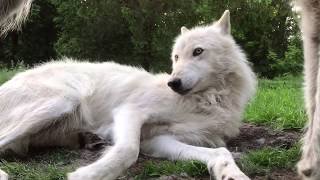 Adorable Wolf Whines and Paws at Brother to Play [upl. by Nima]