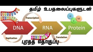 Protein synthesis tamil [upl. by Ariamo]