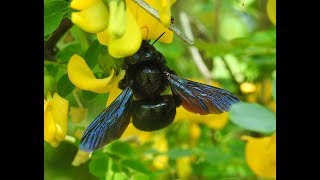 Die Blaue Holzbiene Xylocopa violacea und der Gelbe Blasenstrauch Colutea arborescens [upl. by Cronin826]