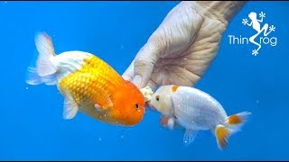 4 Best Goldfish Foods [upl. by Arten827]