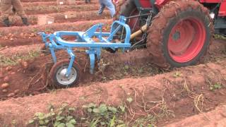 How To Harvest Potatoes [upl. by Linzer504]