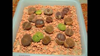 Lithops timelapse after watering [upl. by Ellehsim5]