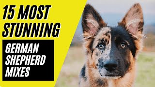 German Shepherd Mixes  15 STUNNING Mixes with the MIGHTY GSD [upl. by Buckley669]