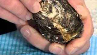 How to open Pacific Oysters  105 [upl. by Noscire]