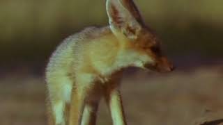 Documentary National Geographic Foxes Of The Kalahari [upl. by Areikahs18]