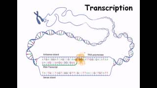 15 RNA structure and RNA synthesis [upl. by Anitnelav]