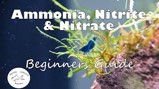 Ammonia Nitrite and Nitrate  Beginners Guide [upl. by Ardnaskela895]