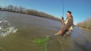 Maumee river walleye run [upl. by Yelrak]