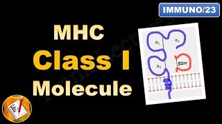 MHC Class I molecule  Structure and Role FLImmuno23 [upl. by Whallon223]