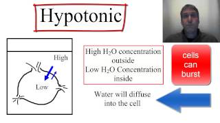 Osmosis Isotonic Hypotonic and Hypertonic [upl. by Akehsar]