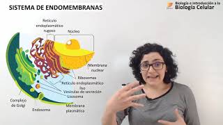 25 Biología celular Sistema de endomembranas [upl. by Gunther760]