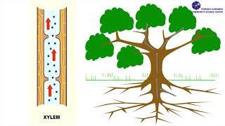 Capillary Action [upl. by Acysej651]