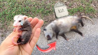 BABY OPOSSUM FOUND SICK amp ORPHANED  WHAT NOW [upl. by Anrahs]