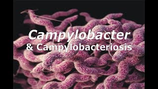 Campylobacter amp Campylobacteriosis [upl. by Notgnirrac]