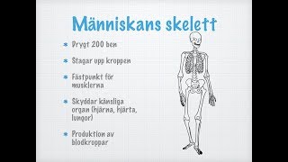 Skelett och leder [upl. by Daggna]