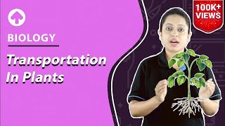 Transportation in Plants  Biology [upl. by Eciened731]