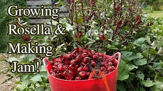 Rosella Growing Harvesting amp Jam Making [upl. by Novick]