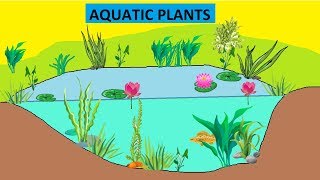 CBSE Class 4 Science Aquatic Plants [upl. by Suraved609]