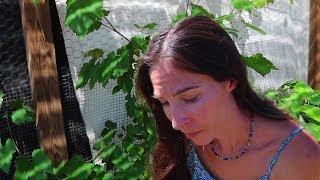 The TRUTH About Starting a Permaculture Garden [upl. by Netsrik]