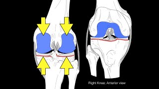 Knee joint structure and actions [upl. by Blight]