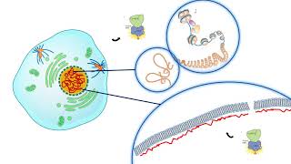 M phase cyclin  Cyclin B and CDK1 [upl. by Metabel]