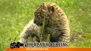 TierparkTrailermp4 [upl. by Searby]