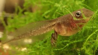 Dumpy Treefrog Tadpoles Feeding Time [upl. by Virgy17]