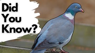 Things you need to know about WOOD PIGEONS [upl. by Attiuqihc]