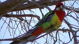 Eastern Rosella Parrot Chatting （⌒▽⌒） [upl. by Ferrand]